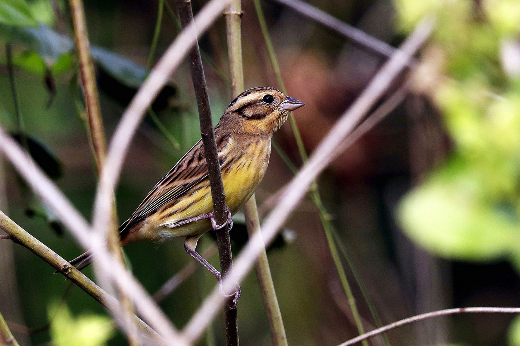 Yellow-breasted bunting